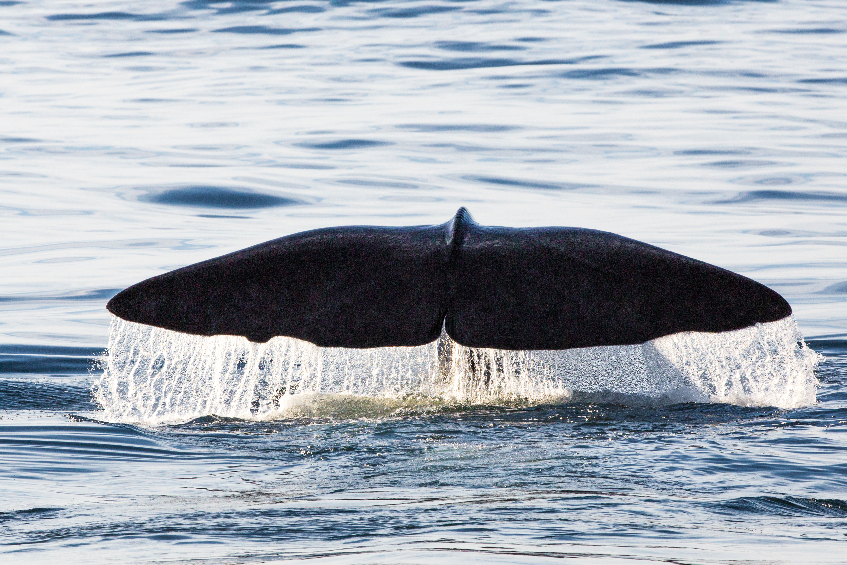 Humpback Whale - Tail