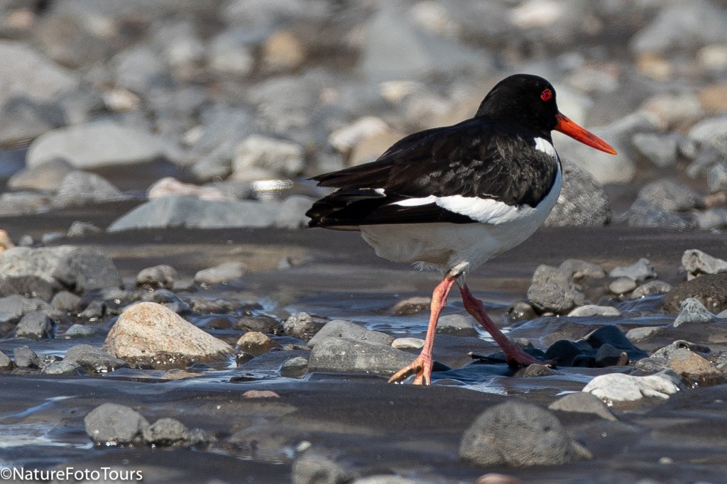 cute bird from Iceland on the beach