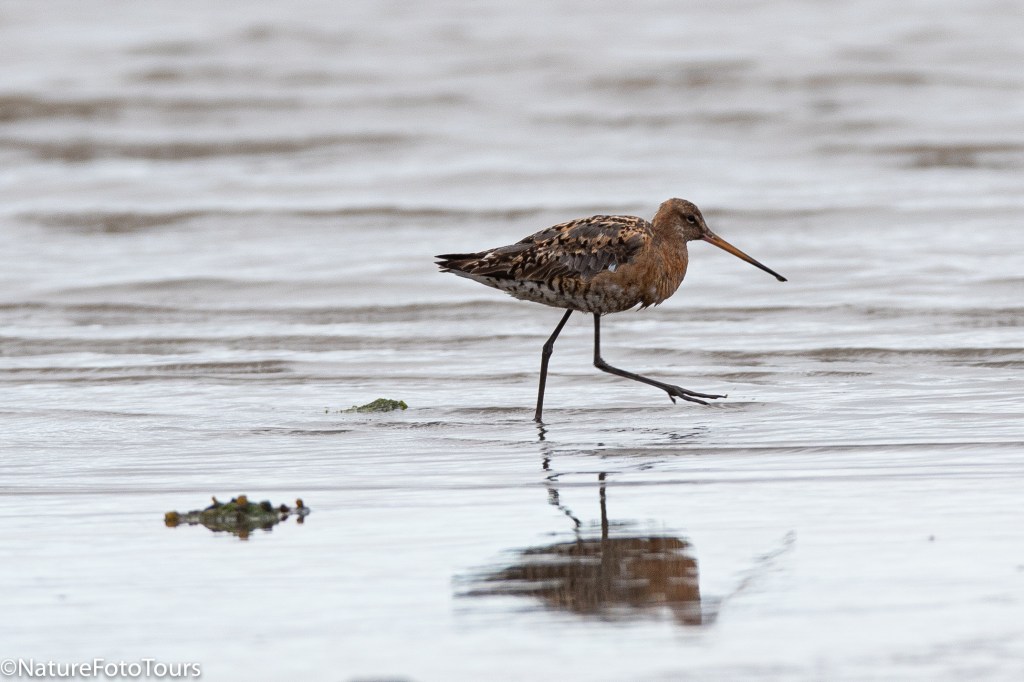 bird on the beach