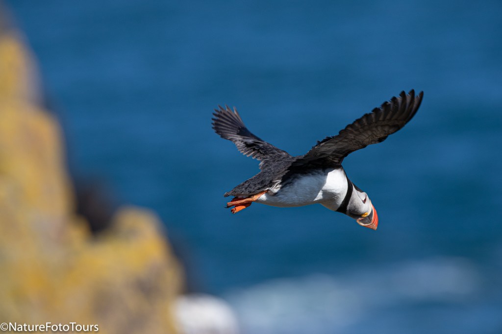 Flying puffin from Iceland