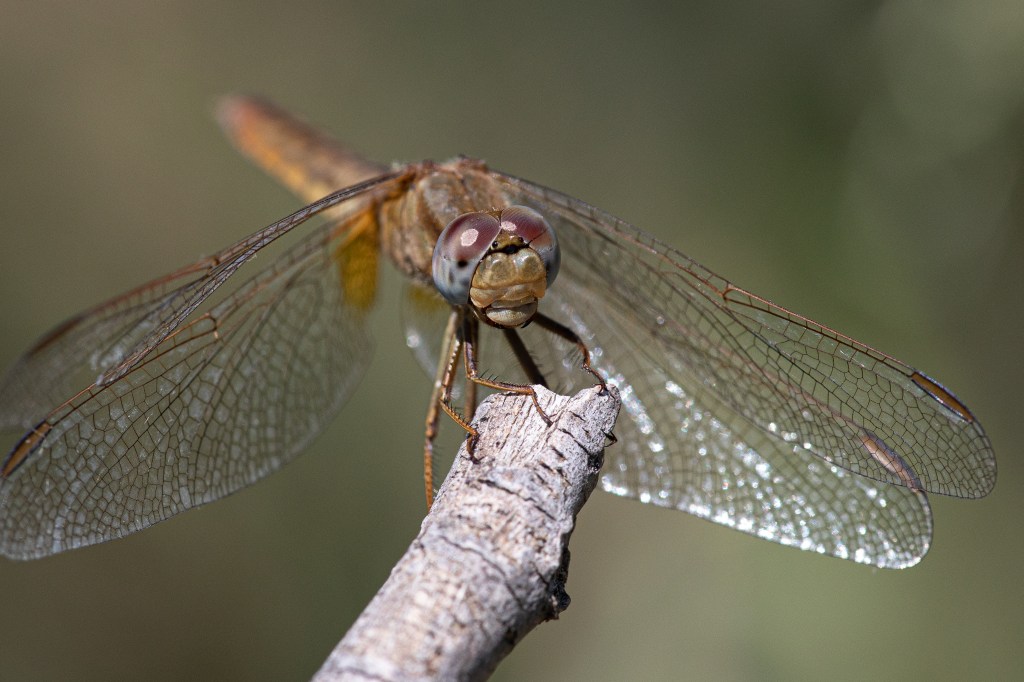 Sympetrum fonscolombii - Female