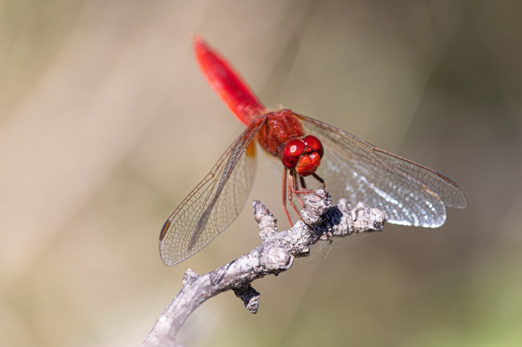 Sympetrum fonscolombii - male