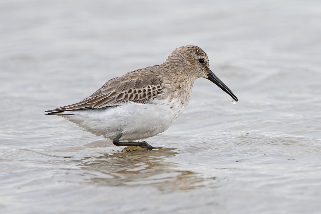 Dunlin bird (Calidris alpina)