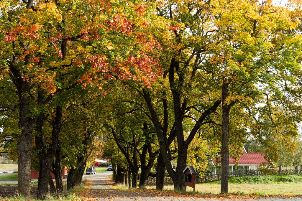 Autumn trees in Norway