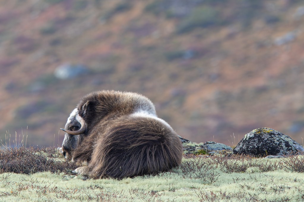 Arctic ruminant of the family Bovidae