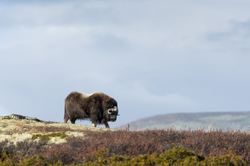 musk ox (Ovibos moschatus)