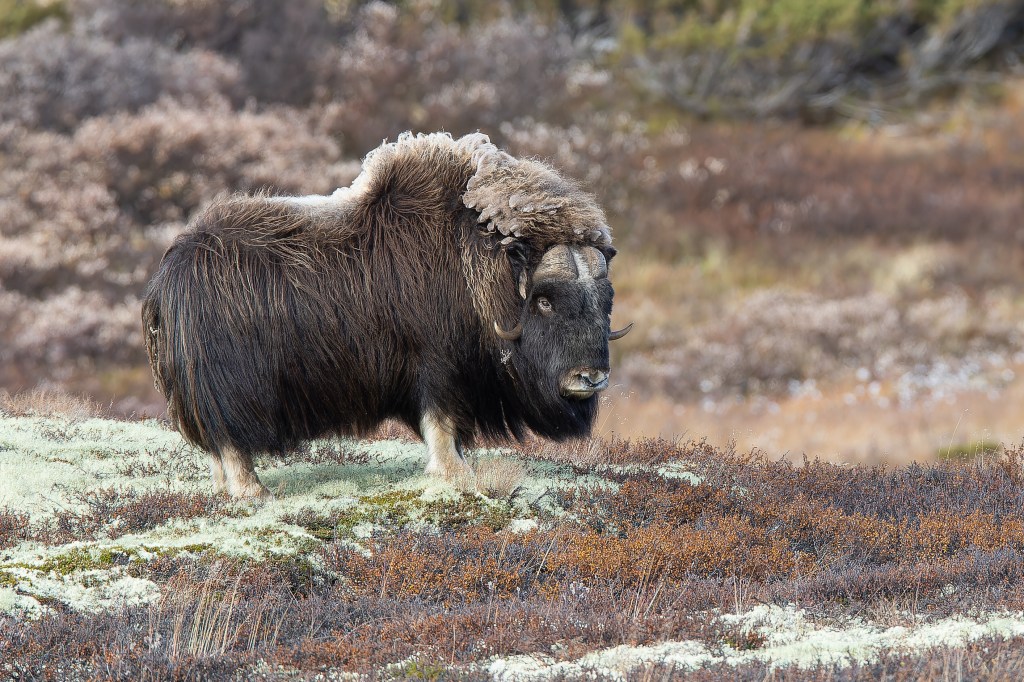 musk ox (Ovibos moschatus)