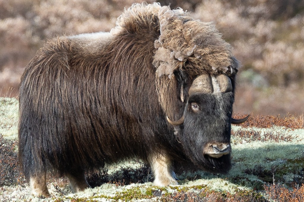 musk ox (Ovibos moschatus)