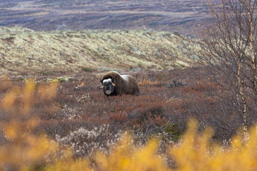 musk ox (Ovibos moschatus)