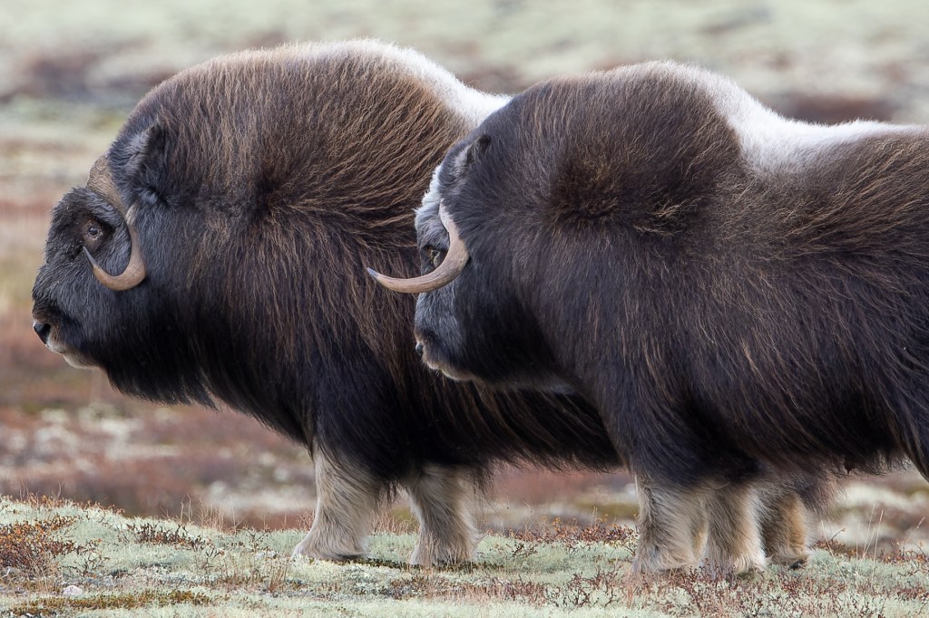 Arctic ruminant of the family Bovidae
