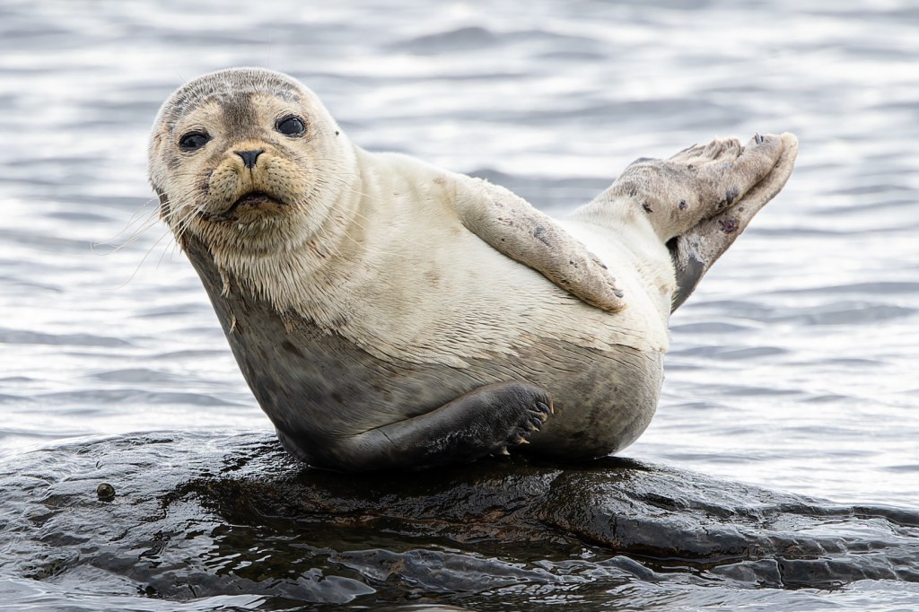 Pinnipedia Mammals, family Phocidae.