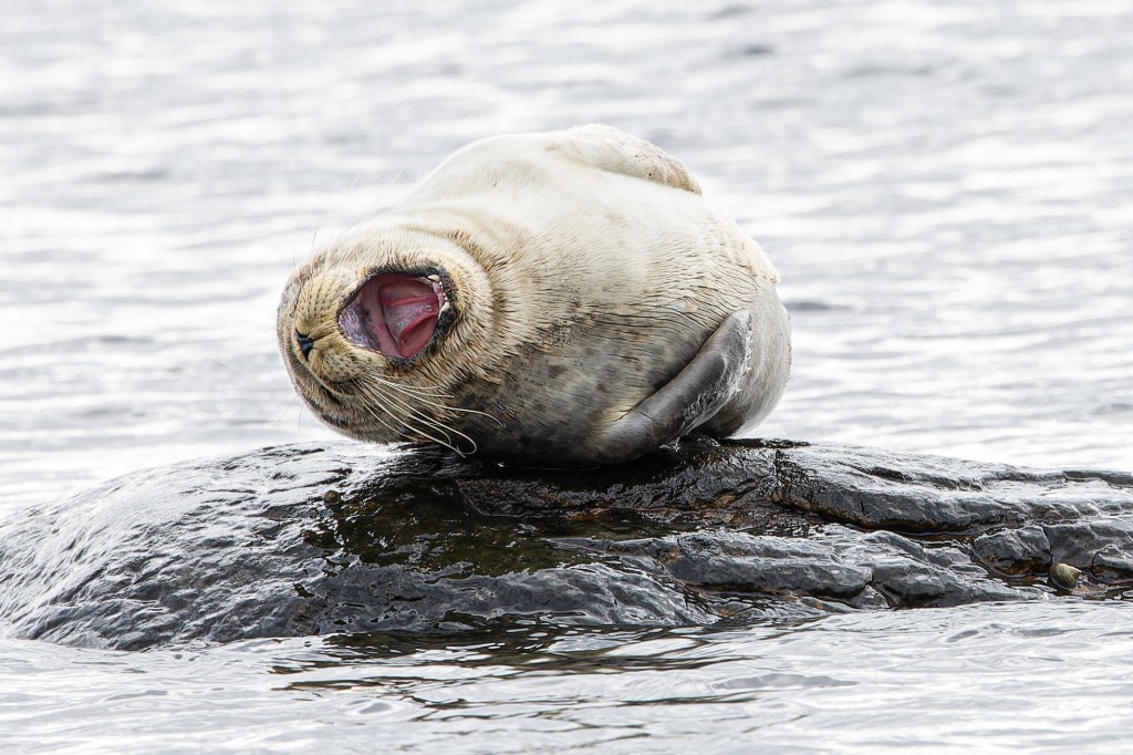 Pinnipedia Mammals, family Phocidae.