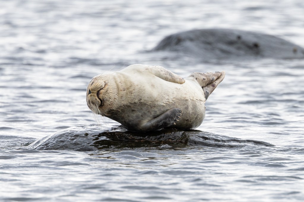 Pinnipedia Mammals, family Phocidae.