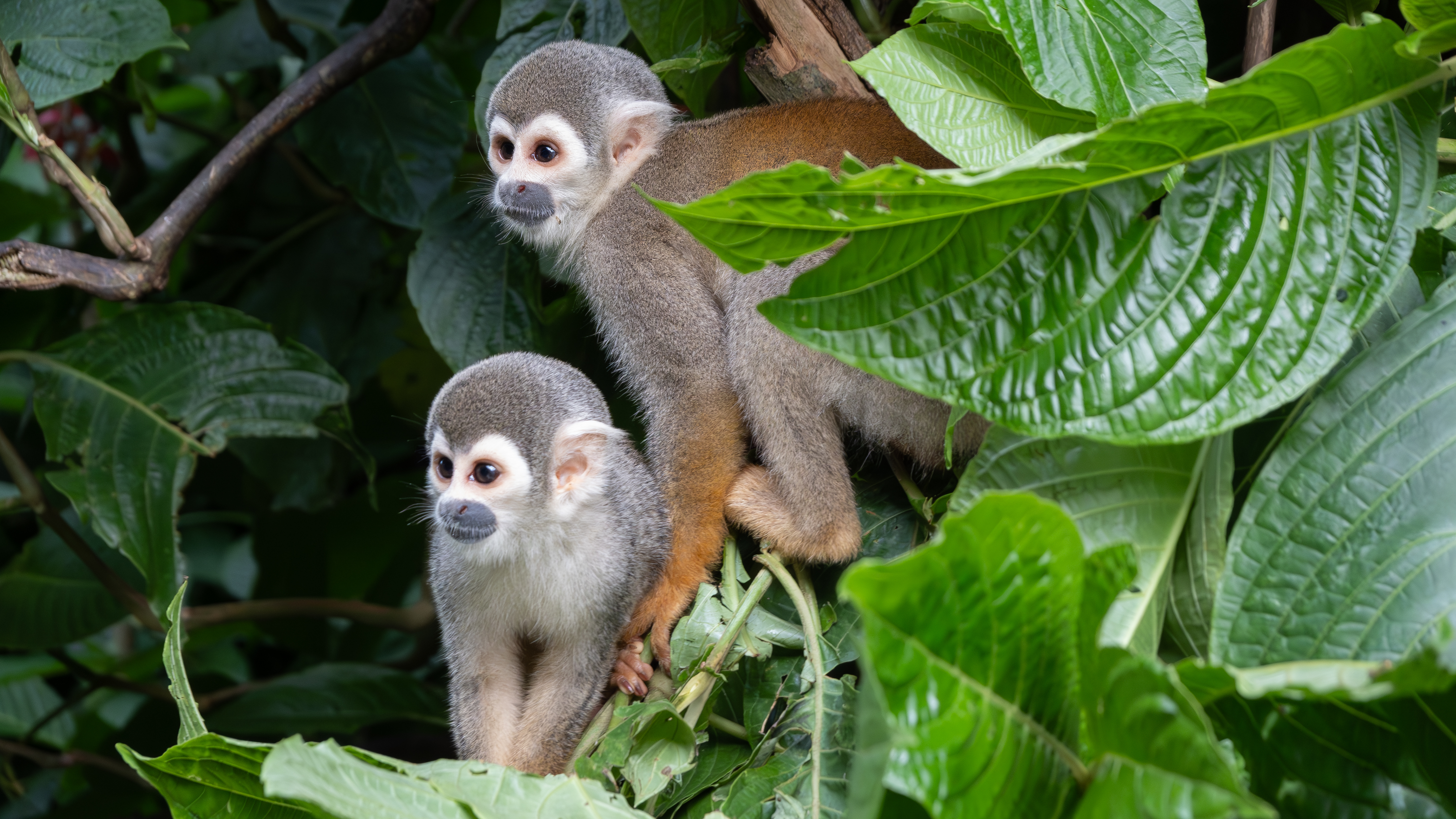 monos