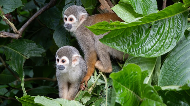 monos