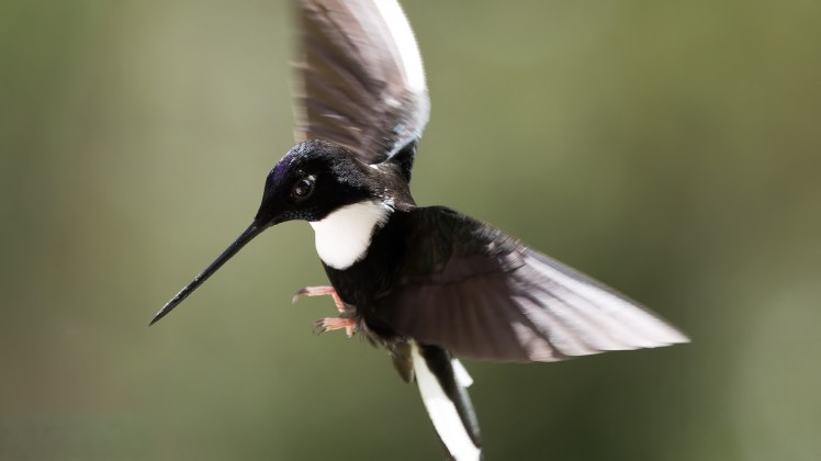 Coeligena torquata Colibri