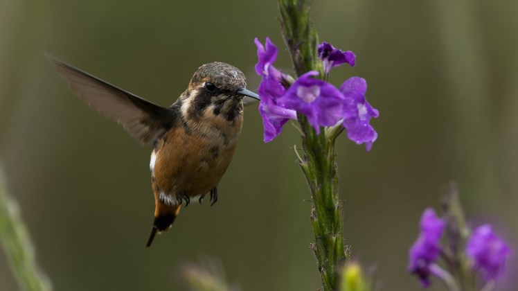 Tribus Mellisugini