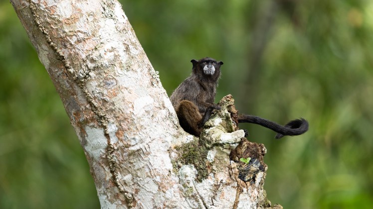 Black-mantled tamarin
